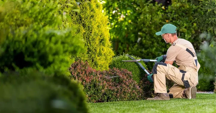 Landschaftsbauer trimmt einen Busch im Garten