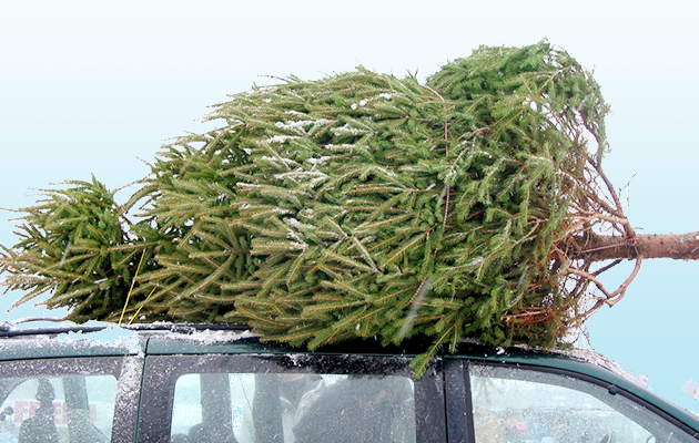 Weihnachtsbaum Auf Dem Auto
