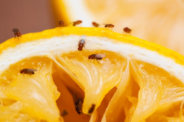 Helpling Fruitflies Lemon