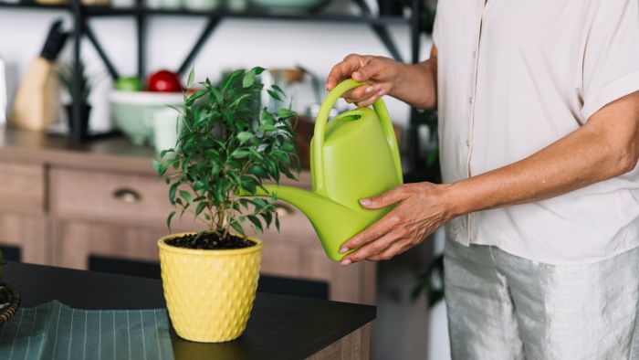 Close Up Senior Woman Watering Potted Plant Kitchen Counter