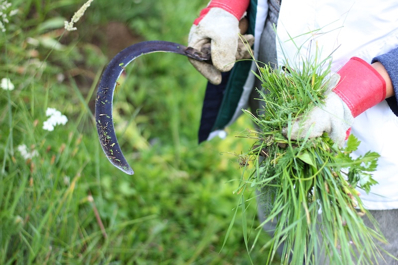 Eine Person, Die Handschuhe Trägt, Schneidet Mit Einer Sichel Frisches Grünes Gras. Der Hintergrund Ist Ein Verschwommener Garten, Der An Eine Szene Der Arbeit Im Freien In Der Natur Erinnert.