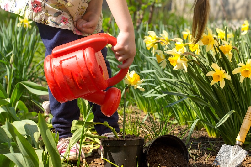 Ein Kind Gießt Gartenerde Mit Einer Roten Gießkanne, Umgeben Von Gelben Narzissen. Die Szene Ist Lebendig Und Vermittelt Ein Gefühl Von Frühling Und Fürsorge.