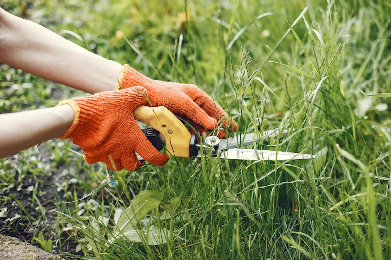 Hände In Orangefarbenen Handschuhen Schneiden Mit Einer Gartenschere Hohes Grünes Gras Und Vermitteln So Gartenpflege Und Liebe Zum Detail In Einer Üppigen Außenumgebung.