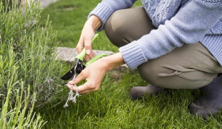 Eine Person in einem blauen Pullover und einer braunen Hose schneidet Lavendelpflanzen mit einer Gartenschere mit grünem Griff und kniet auf üppigem grünem Gras in einem ruhigen Garten.
