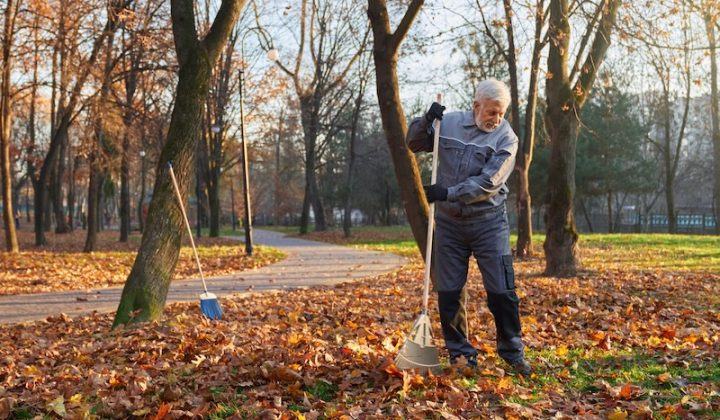 focused senior male worker using big rake gather fallen leaves pile front view bearded man