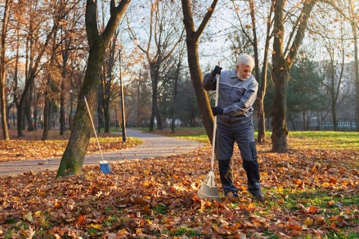 focused senior male worker using big rake gather fallen leaves pile front view bearded man