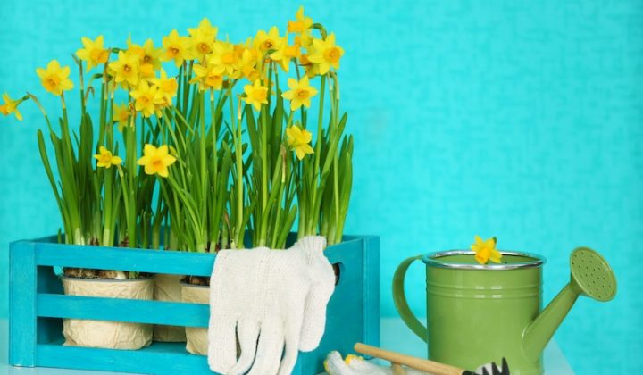 Yellow daffodils in a blue crate with white gloves, a green watering can, and small gardening tools on a turquoise background. Bright, cheerful mood.