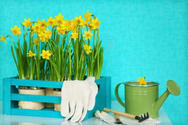 Yellow daffodils in a blue crate with white gloves, a green watering can, and small gardening tools on a turquoise background. Bright, cheerful mood.