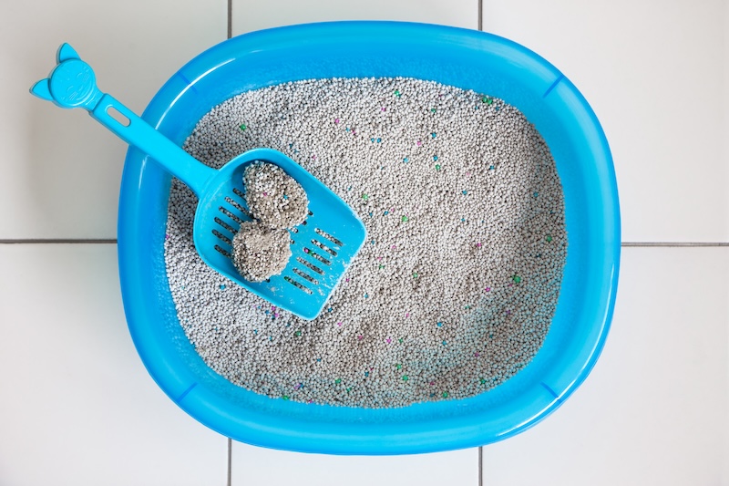 Clean Sand Box Cat With Scoop