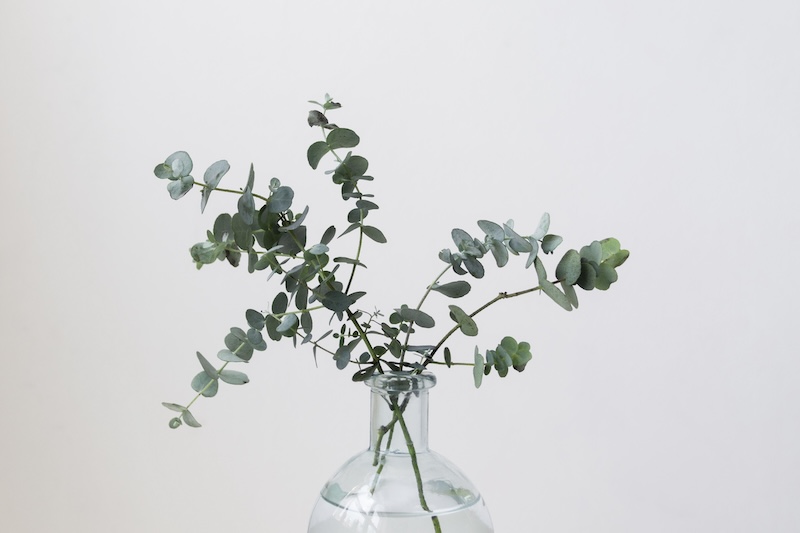 Still Life Composition Plant Indoors